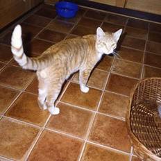 Blanding af racer Miskey *Død*