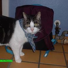 Blanding af racer Georg