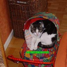 Blanding af racer Georg