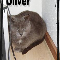 Blanding af racer Oliver