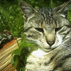 Blanding af racer Max