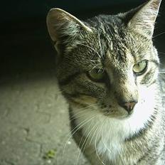 Blanding af racer Max