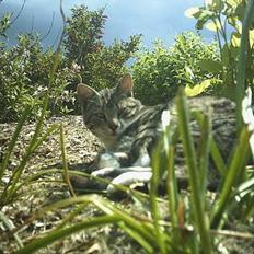 Blanding af racer Max