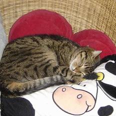 Blanding af racer Mille