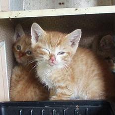 Blanding af racer Killingerne