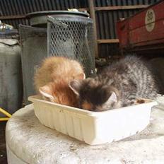 Blanding af racer Killingerne