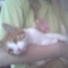 Blanding af racer Turbo