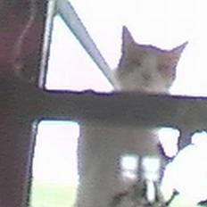 Blanding af racer Turbo