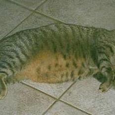 Blanding af racer Mis 3 ( Misse Mor) DØD