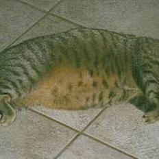 Blanding af racer Mis 3 ( Misse Mor) DØD