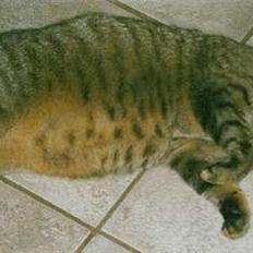 Blanding af racer Mis 3 ( Misse Mor) DØD