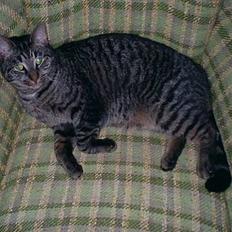 Blanding af racer Zimba