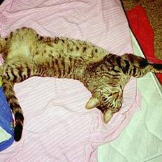 Blanding af racer Zimba