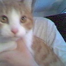 Blanding af racer Turbo