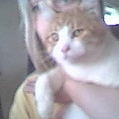 Blanding af racer Tornado