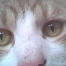 Blanding af racer Tornado