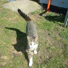 Blanding af racer Albert