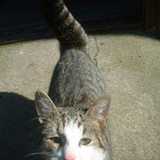 Blanding af racer Albert