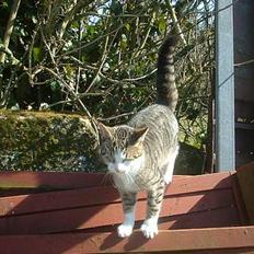 Blanding af racer Albert