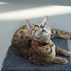 Bengal Luke Skywalker