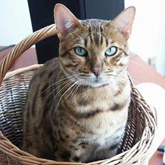 Bengal Luke Skywalker