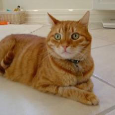 Blanding af racer Benjamin