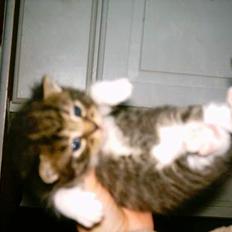 Blanding af racer luky