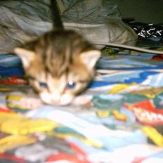 Blanding af racer luky