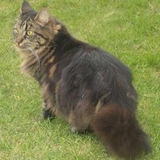 Blanding af racer Adonis