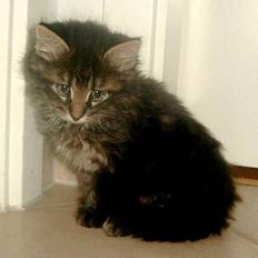 Blanding af racer Adonis