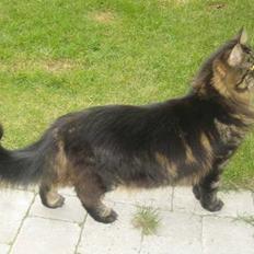 Blanding af racer Adonis