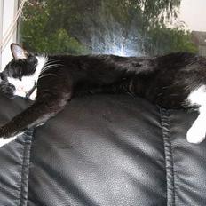 Blanding af racer Midde