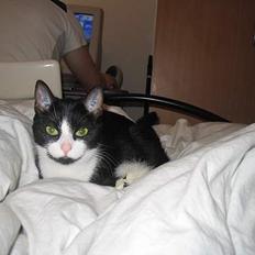 Blanding af racer Midde