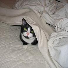 Blanding af racer Midde