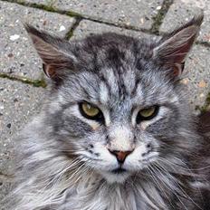 Maine Coon Shanti