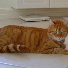 Blanding af racer Benjamin