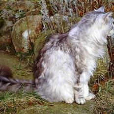 Maine Coon Shanti
