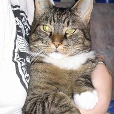 Blanding af racer / Maine Coon Tjalfe DØD