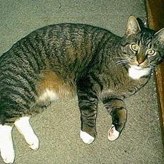 Blanding af racer / Maine Coon Tjalfe DØD