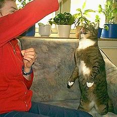 Blanding af racer / Maine Coon Tjalfe DØD