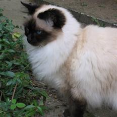 Hellig Birma Funny Miss Fransiska DØD