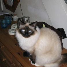 Hellig Birma Funny Miss Fransiska DØD