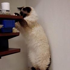 Hellig Birma Funny Miss Fransiska DØD