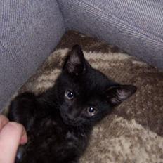 Blanding af racer Thorkild