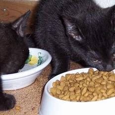 Blanding af racer Thorkild