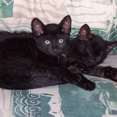 Blanding af racer Thorkild