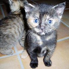 Blanding af racer SNØVSEN