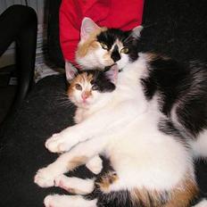 Blanding af racer Molly W