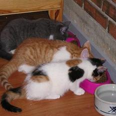 Blanding af racer Molly W