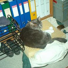 Blanding af racer Mitte